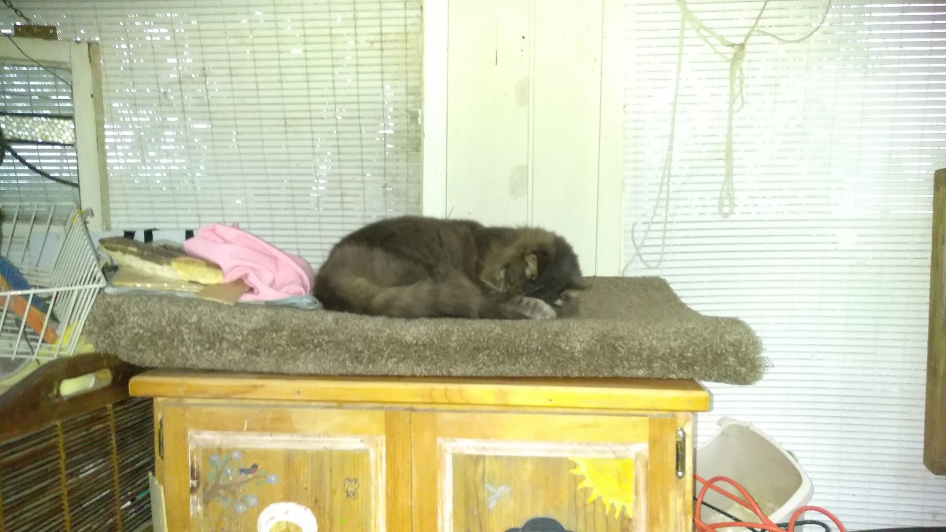 Pic of the Litter: George